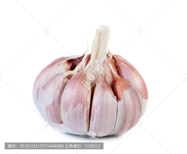 白底大蒜。