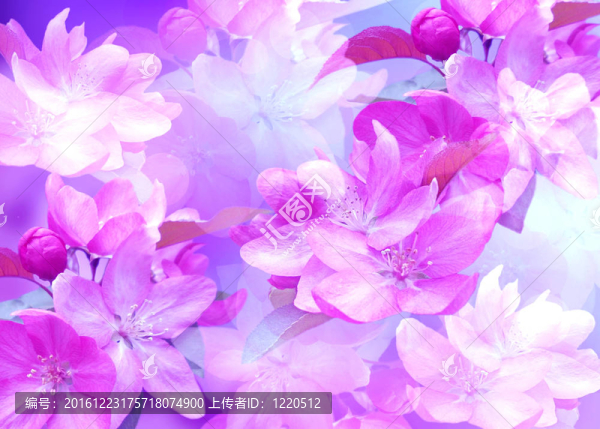 櫻花