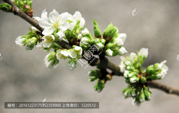 蘋果花