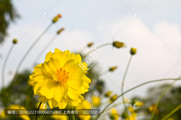 黃色的大波斯菊