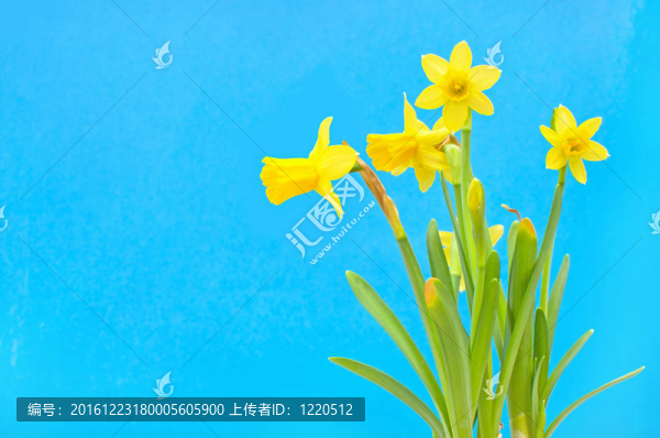 水仙花