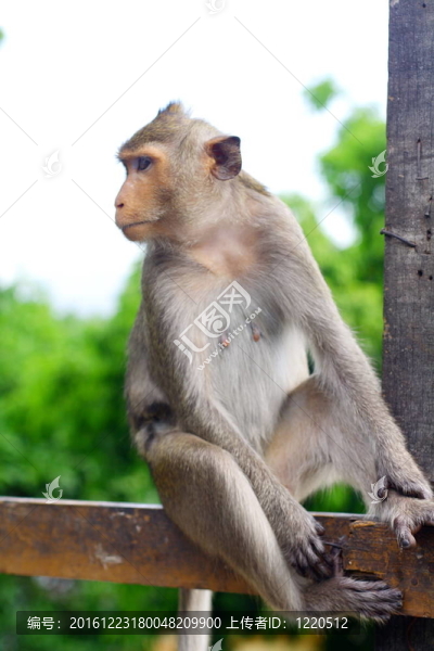 獼猴mongkey