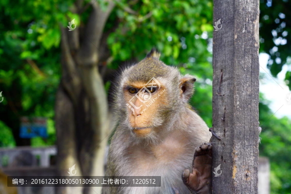 獼猴mongkey