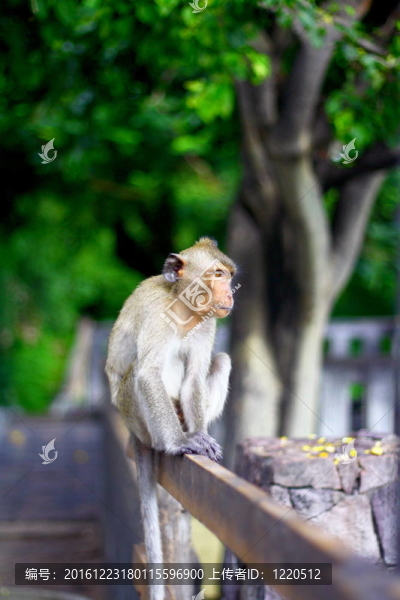 獼猴mongkey
