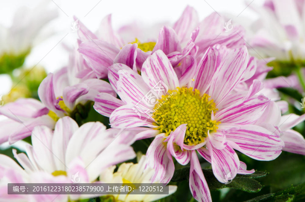漂亮的菊花