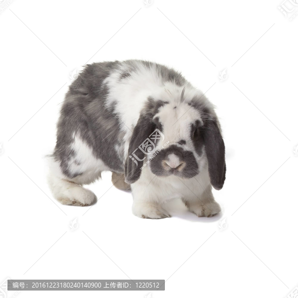 可愛兔兔正面朝前
