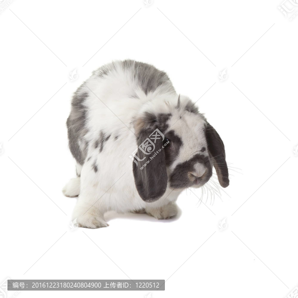 可愛兔兔右