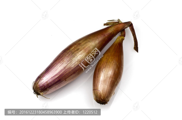 echalion洋蔥