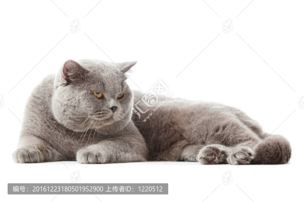 英國(guó)短毛貓?jiān)诎咨尘?。英?guó)的貓分離