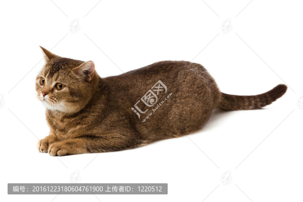 英國(guó)短毛貓?jiān)诎咨尘?。英?guó)的貓分離