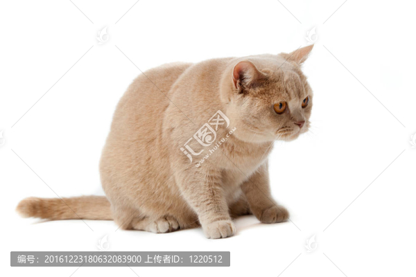 英國(guó)短毛貓?jiān)诎咨尘?。英?guó)的貓分離