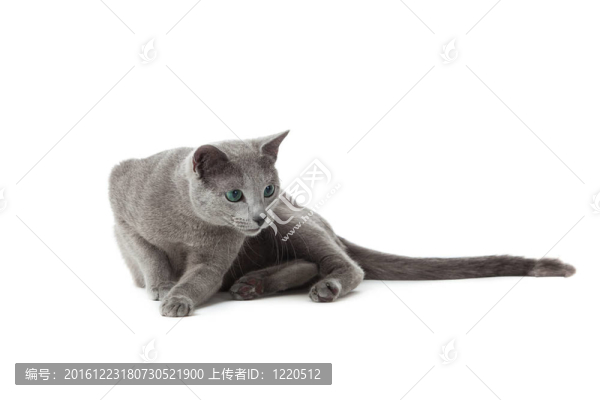 俄羅斯藍(lán)貓。