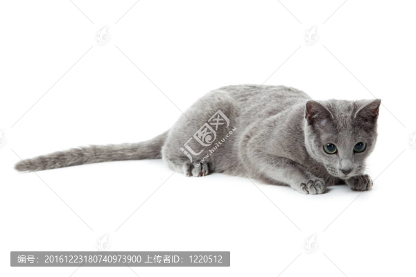 俄羅斯藍貓。