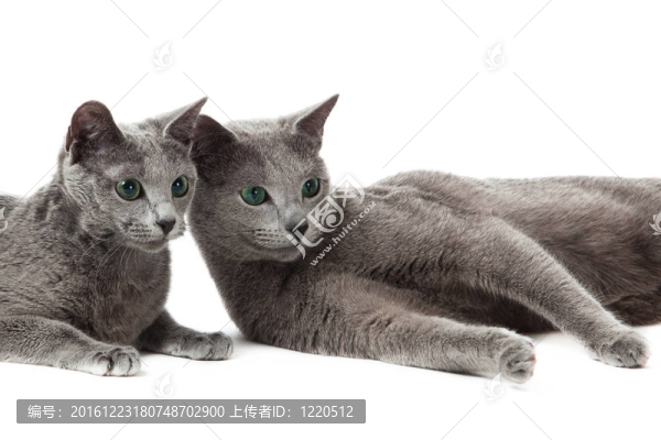 俄羅斯藍(lán)貓。