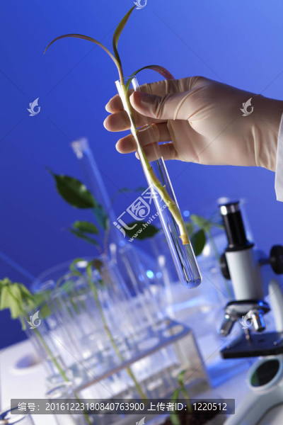 在綠色植物生物學實驗室
