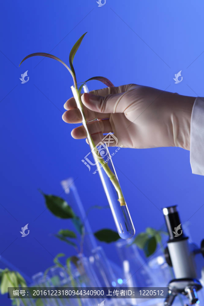 在綠色植物生物學(xué)實驗室