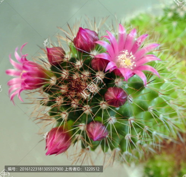 仙人掌花