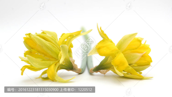 黃色的花