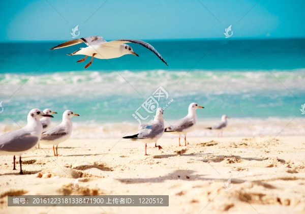 海鷗