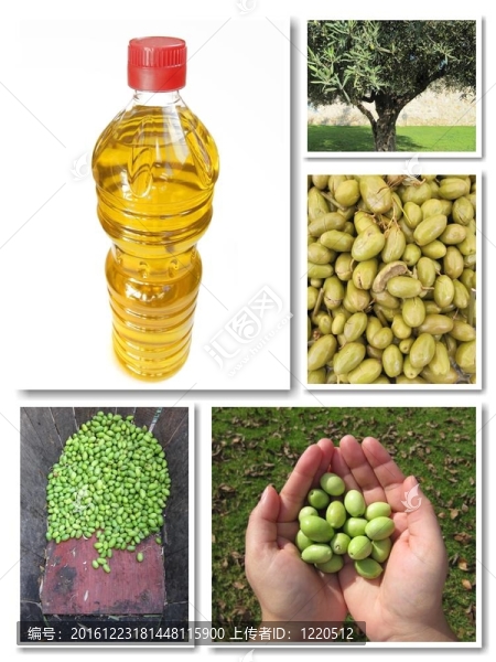 橄欖葉