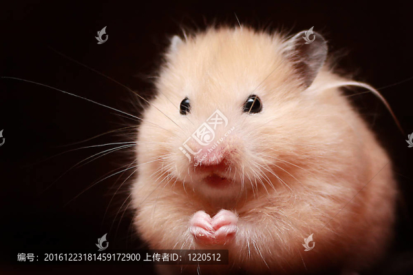 倉鼠
