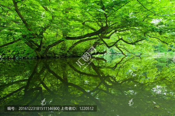 綠色的反射