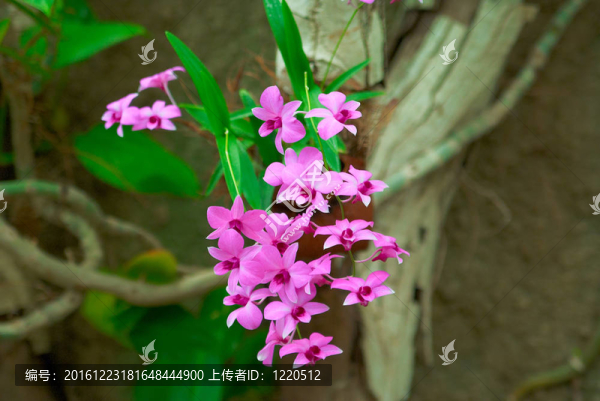 蘭花是綠葉上的嫩紫羅蘭
