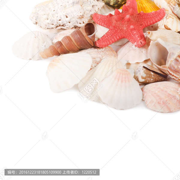 白殼殼