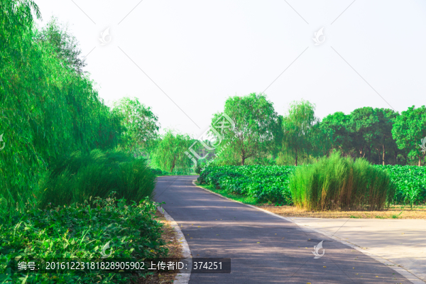 綠化道路,高清