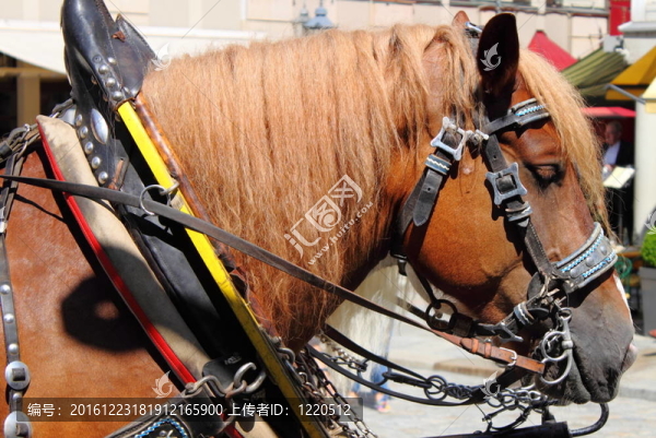 馬和馬車