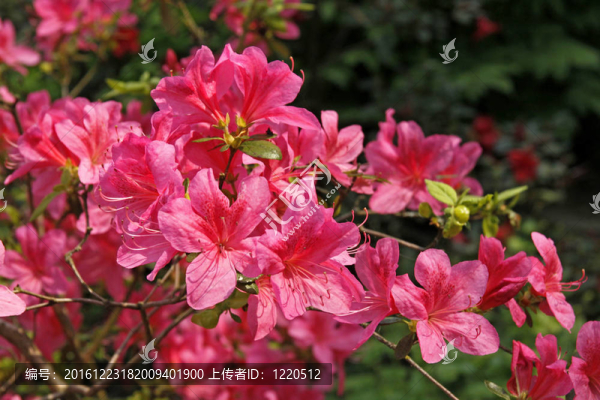 春天杜鵑血吸蟲(chóng)