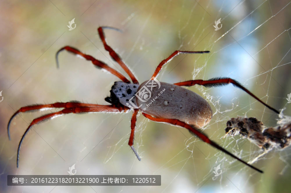 蜘蛛