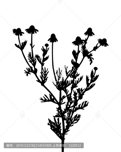 洋甘菊