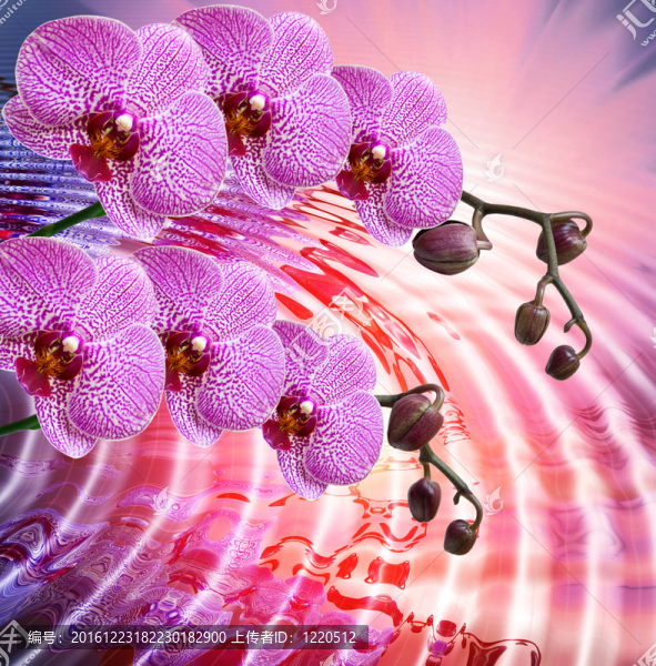蘭花