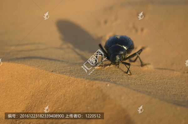 甲蟲在沙漠