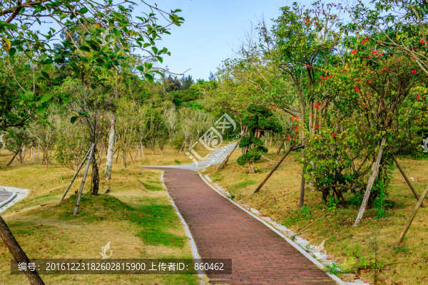 綠化道,綠道,綠樹林