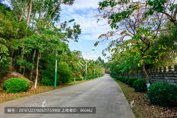綠化道,綠道,綠樹林