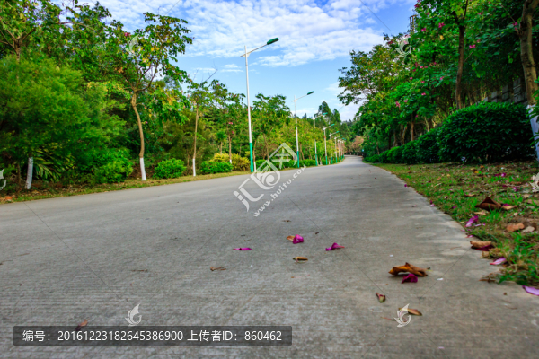 綠化道,綠道,綠樹林