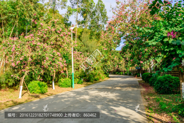 綠化道,綠道,綠樹林