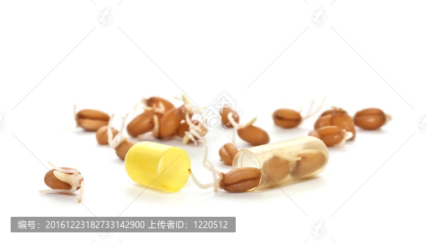 小麥籽粒在醫(yī)療艙特寫