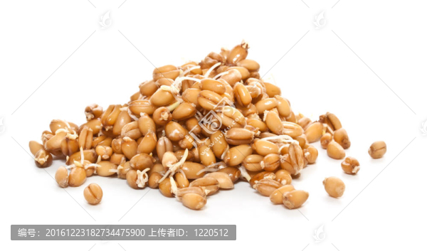 小麥籽粒在白色背景的特寫鏡頭