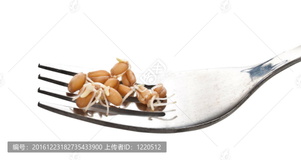 發(fā)芽的小麥粒特寫在叉。