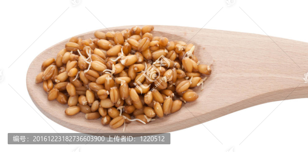 小麥籽粒在白色背景的特寫鏡頭