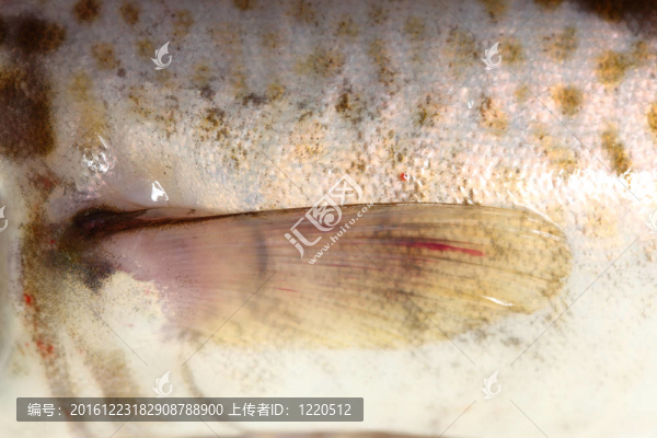 鱈魚