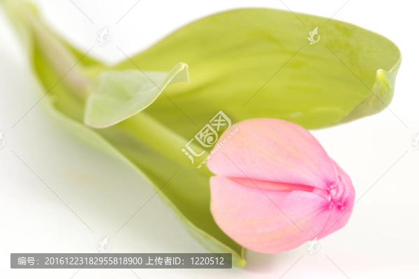 粉紅色的郁金香