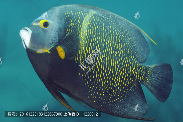 在珊瑚礁附近的法國大神仙魚游泳。