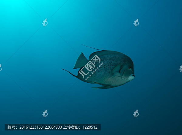 灰神仙魚游泳自由開放的水。
