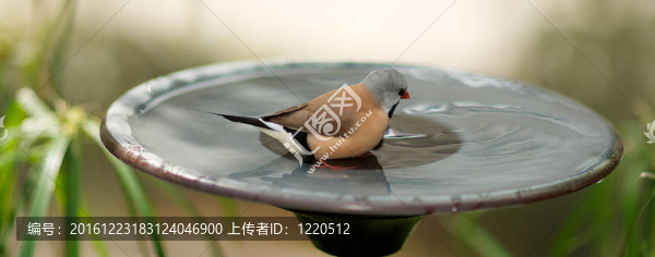 用一只鳥洗澡Finch不明物種。