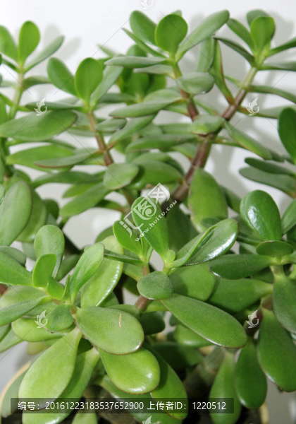 自制的植物