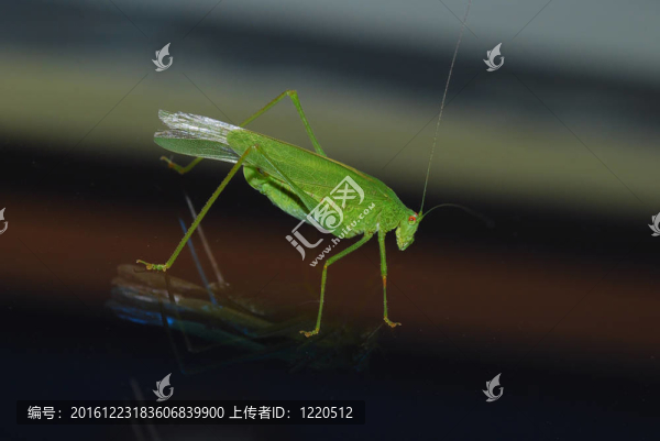綠蚱蜢玻璃